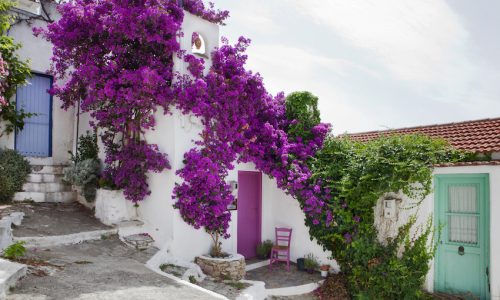 Old,Picturesque,House,Of,Alonissos,Chora,With,Bougainvillea,Bush,,Sporades