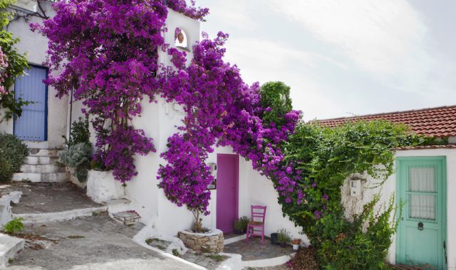 Old,Picturesque,House,Of,Alonissos,Chora,With,Bougainvillea,Bush,,Sporades