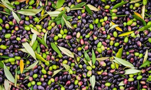Green and black olives with leaves texture background, italian harvest